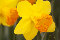 Gather your daffs for Ireland's Daffodil Day