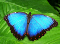 Help Ireland's leading butterfly conservation group