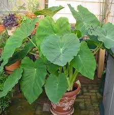 Plant of the Week: Alocasia