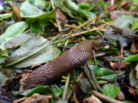 Slug barriers at the ready: Ireland’s gardens are in for an invasion this summer