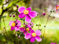 The plant of the month for September is the Japanese anemone
