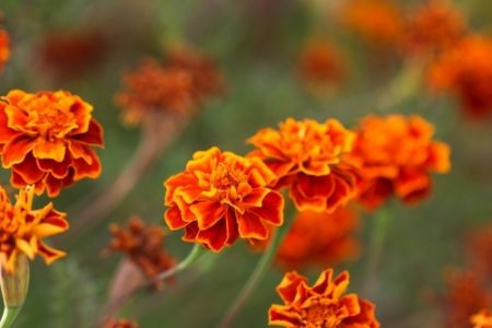 Year of the Marigold