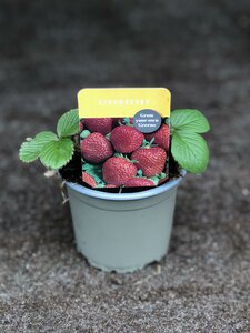 10.5cm Strawberry