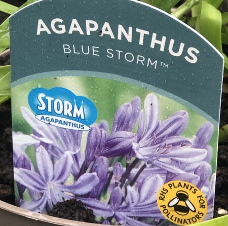 Agapanthus Blue storm