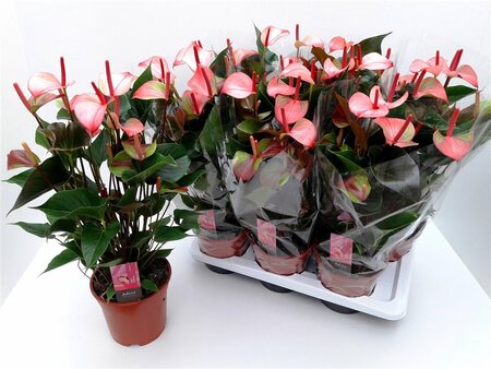 Anthurium and. 'Hot Lips'