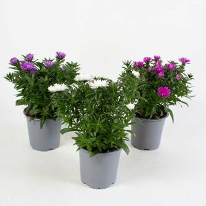 Aster novi-belgii mix P11