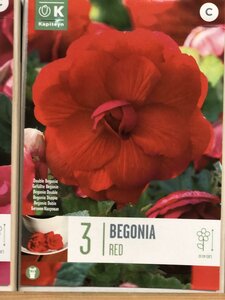 BEGONIA DOUBLE RED