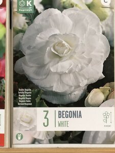 BEGONIA DOUBLE WHITE