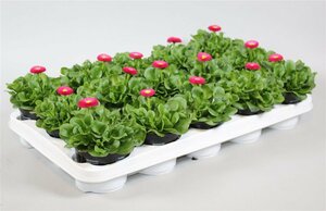 Bellis pink P10.5