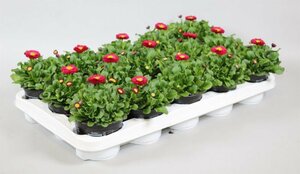 Bellis red