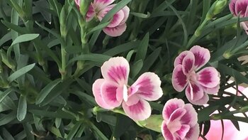 Blooming Beauty