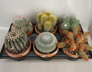 Cactus mix / Terracotta pot 15 cm