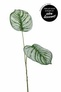 Calathea leaf x2 50cm