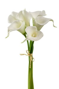 Calla lily bundle x6 35cm white