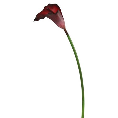 Calla lily stem burgundy 70cm