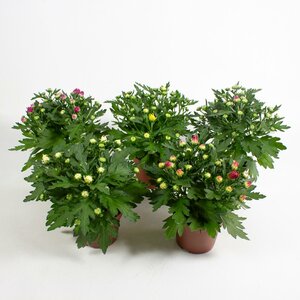 Chrysanthemum indicum mix P10.5