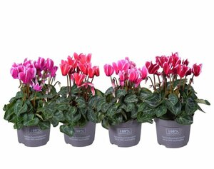 Cyclamen 'Fantasia'® mix P10.5