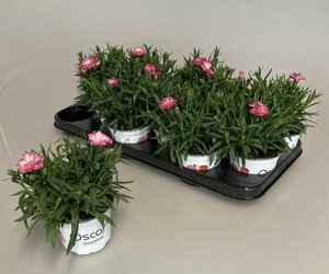 Dianthus car. 'Oscar Pink Star' P10.5