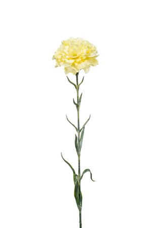 Dianthus spray yellow 67cm