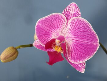 Flowering
