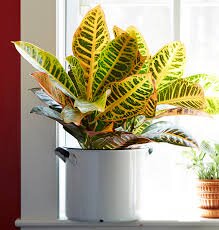 Foliage