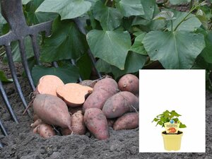 Ipomoea batatus(Sweet Patato) BIO