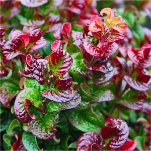 LEUCOTHOE A. CURLY RED