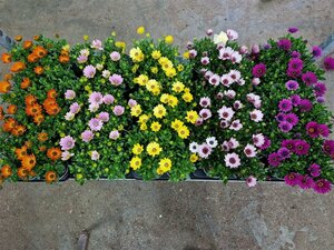 Osteospermum 'Señoritas'® mix P10.5