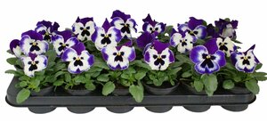 Pansy white/purple P9