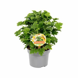Pelargonium (AP) Mosquito Shocker P13