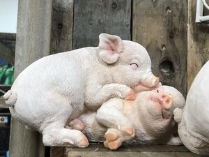 Playful Pigs