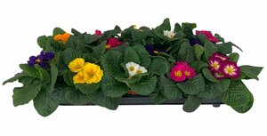 Primula acaulis mix P9