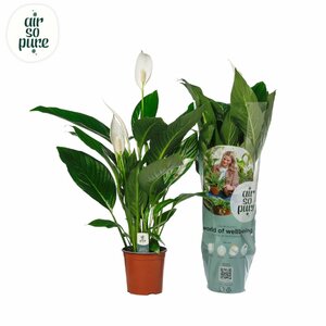 Spathiphyllum 'Bingo Cupido' P17