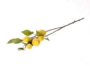 Stem Lemon Plant 180w20h14