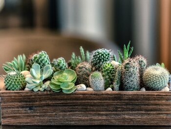 Succulents and Cacti