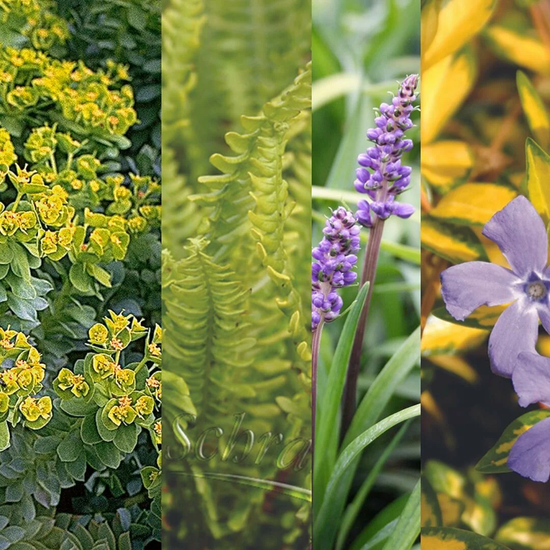 All-Season Groundcover All-Season Groundcover