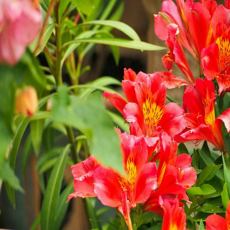 Alluring Alstroemeria: Brighten Your Garden with Vibrant Blooms