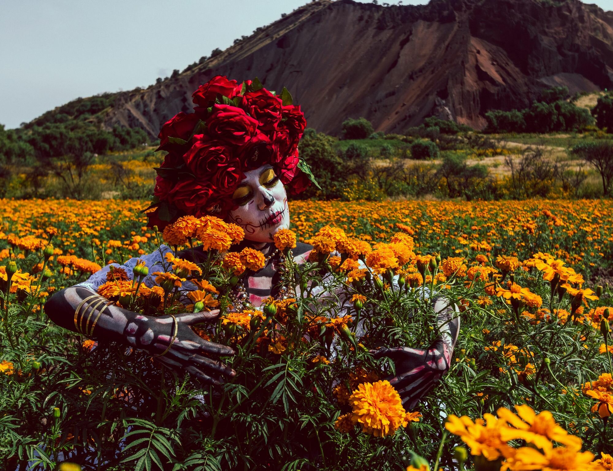 Autumn Bedding for Every Garden