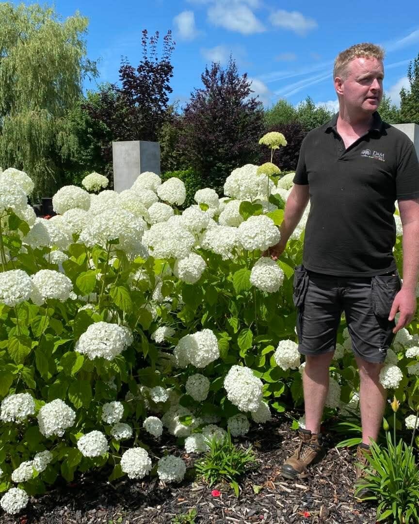 Blooming beautiful – surrounded by hydrangeas and happiness. Blooming beautiful – surrounded by hydrangeas and happiness.