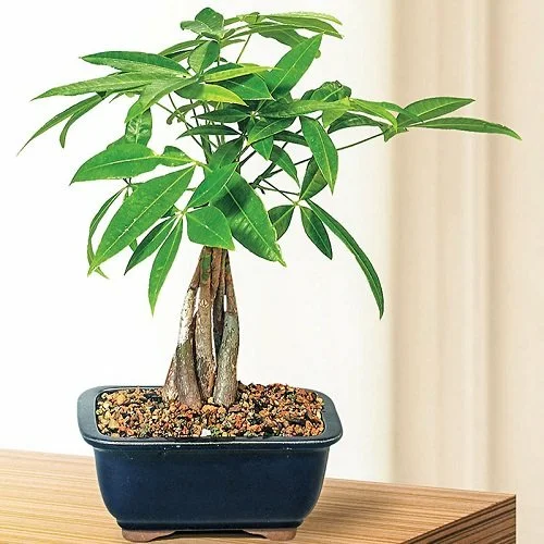 Bonsai Tree