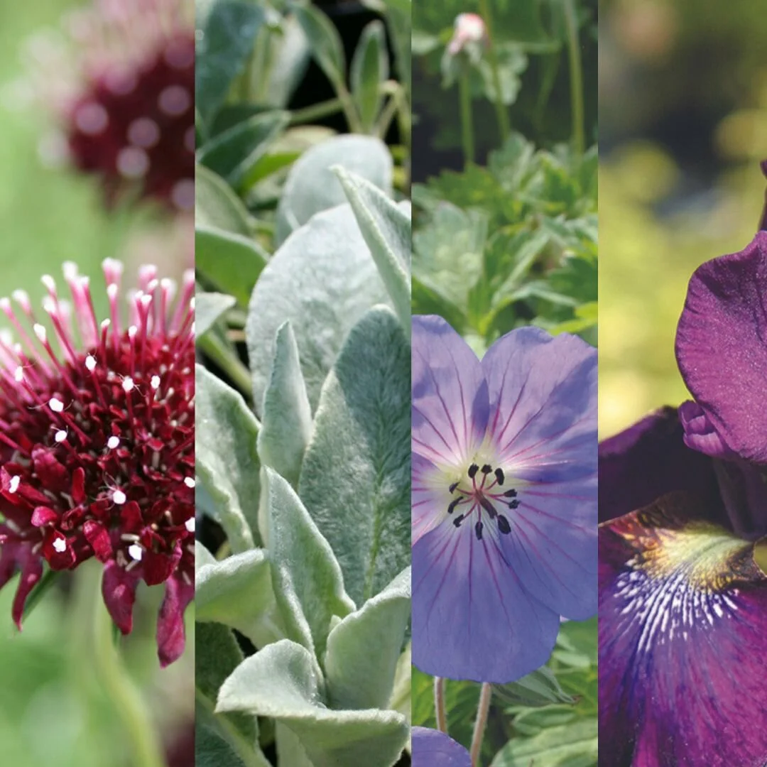 Drought-Ready Plants Drought-Ready Plants