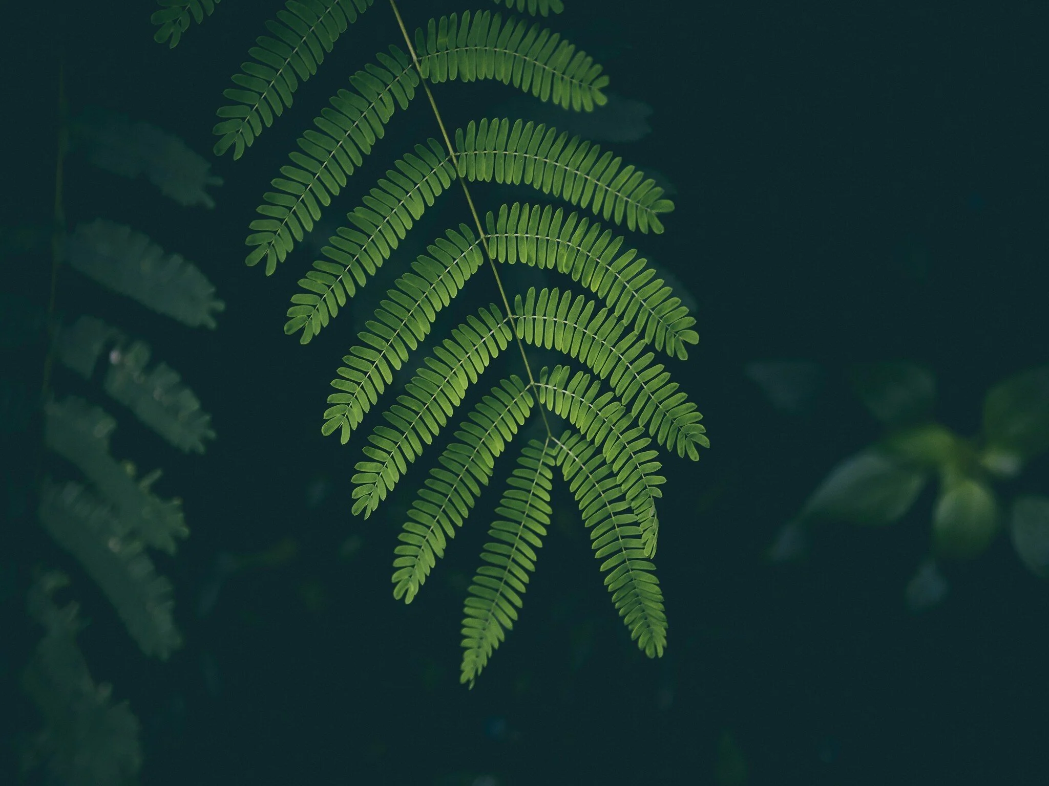 Ferns