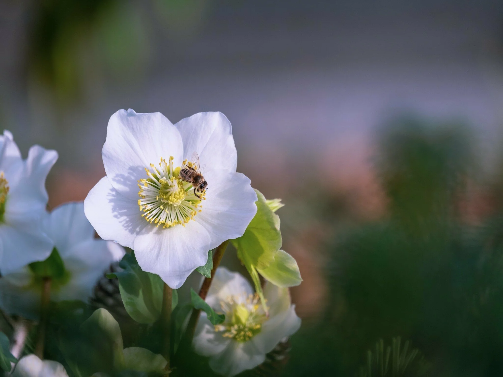 Helleborus