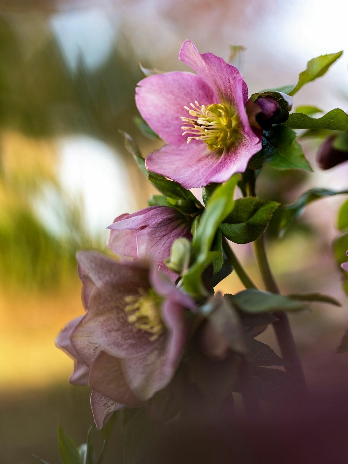 Helleborus: Timeless Garden Elegance