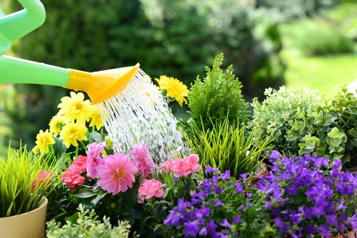 Tom's Top 10 Plants for August: Embrace the Late Summer Beauty Tom's Top 10 Plants for August: Embrace the Late Summer Beauty