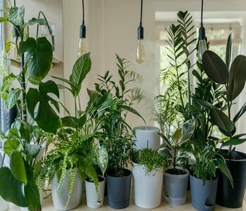 Indoor Plants & Pots Indoor Plants & Pots