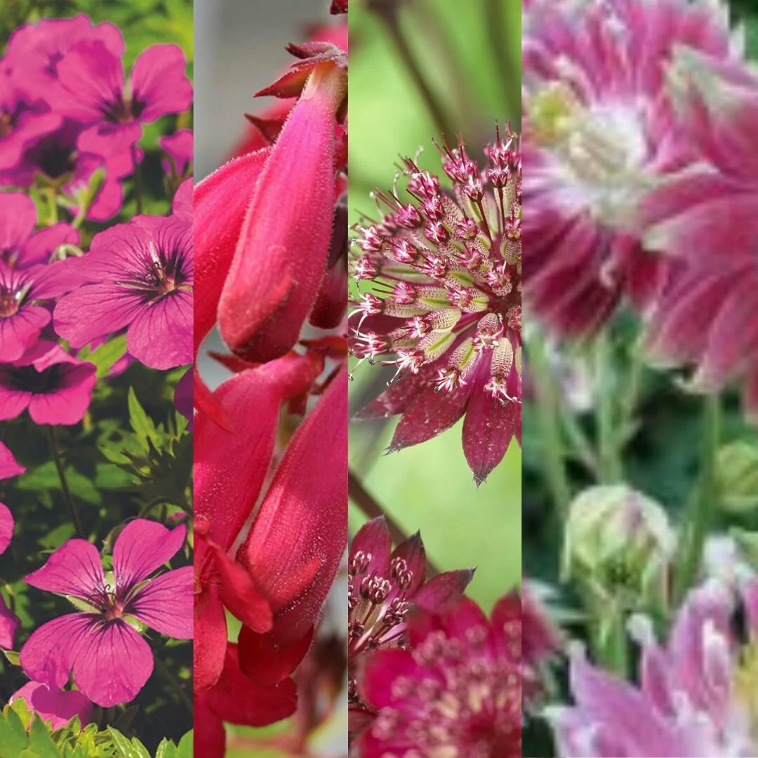 Luxe Palette: Slug-resistant plant combination with rich tones. Luxe Palette: Slug-resistant plant combination with rich tones.