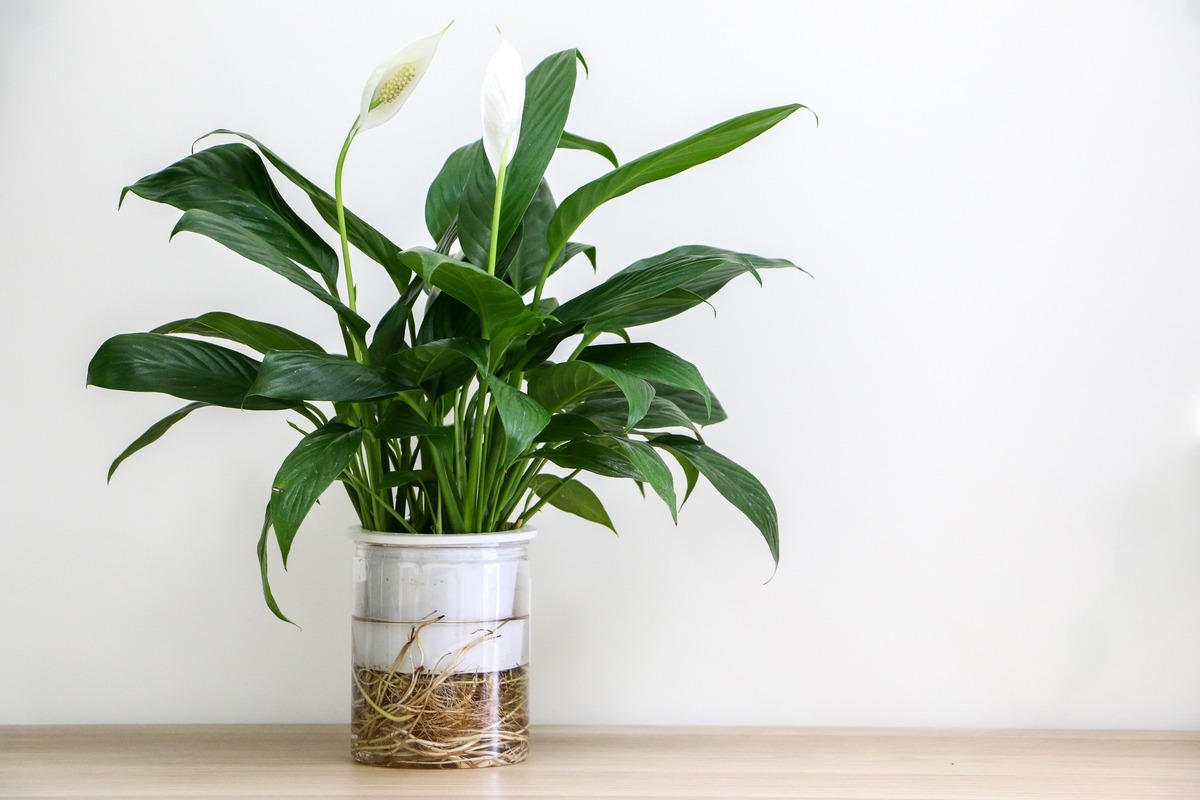 Peace Lily (Spathiphyllum)