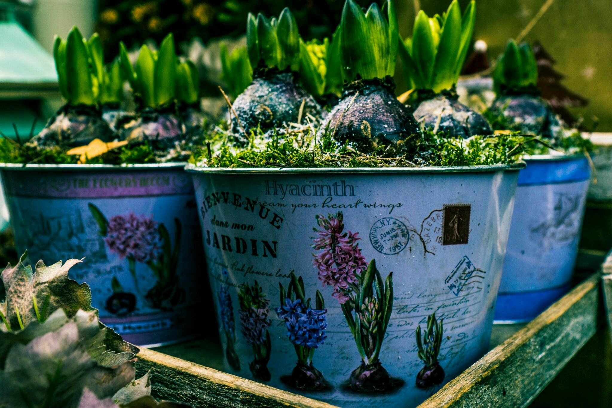 Potted Spring Bulbs