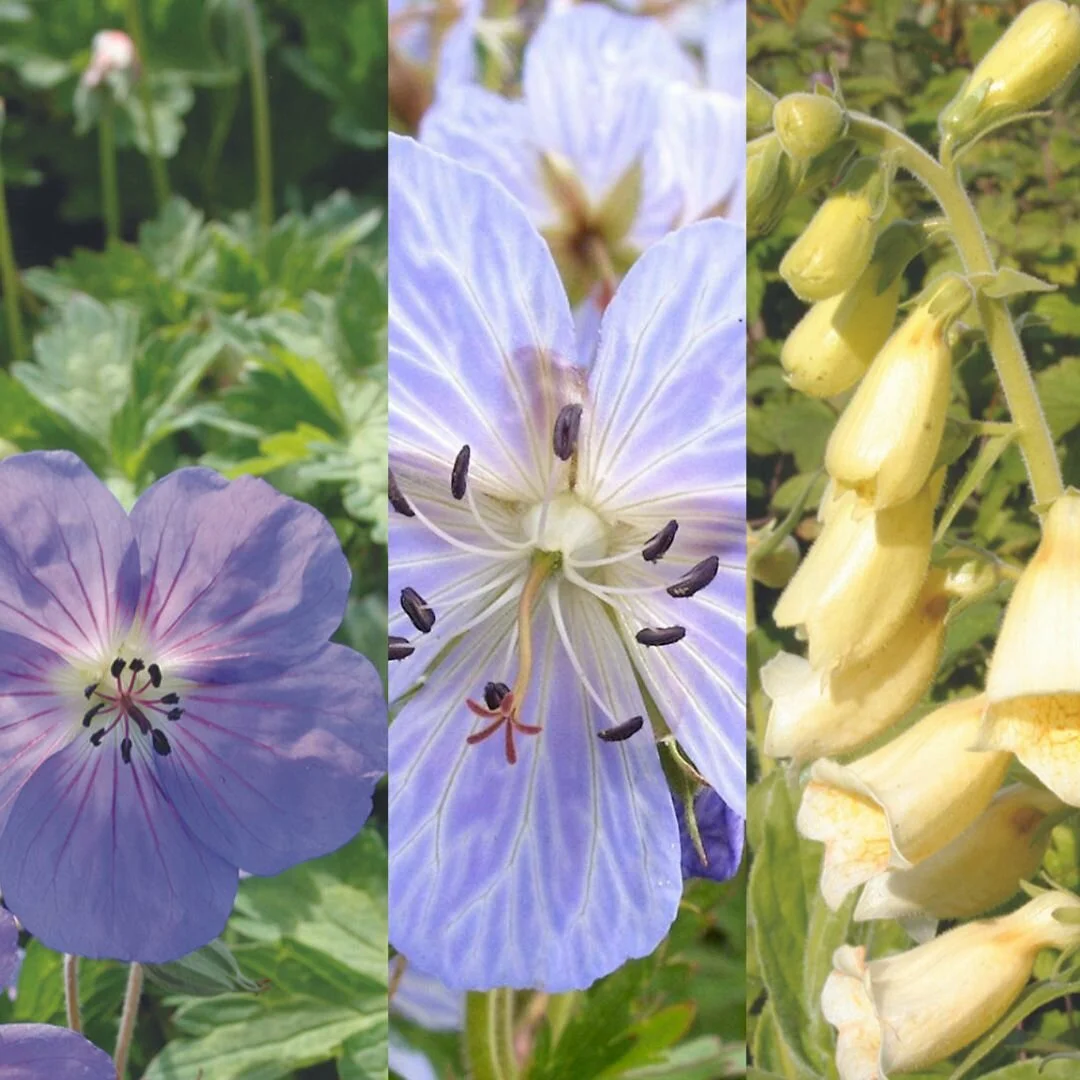 Shade plant combination Shade plant combination